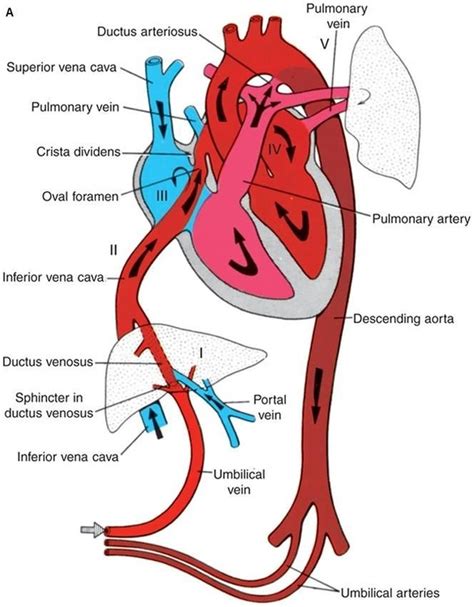 臍靜脈充氧血|胎兒血液循環(Fetal circulation)